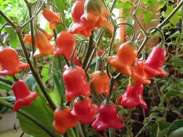 Перец горький колокольчик фото и описание сорта Перец комнатный "Колокольчик" в дар (Омск). Дарудар