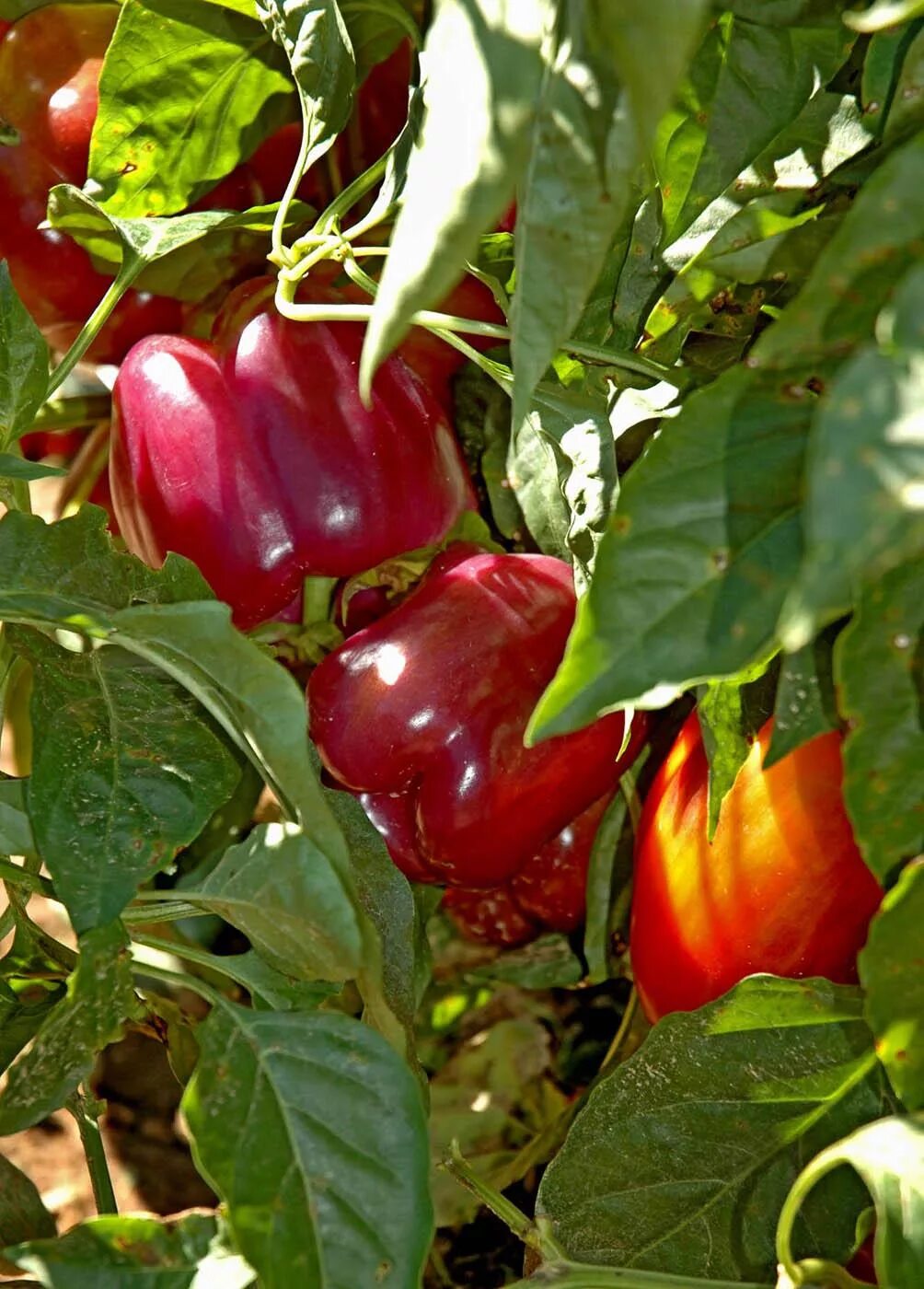 Перец гранатовый браслет отзывы фото Tequila sweet bell pepper captures Medallion award Mississippi State University 