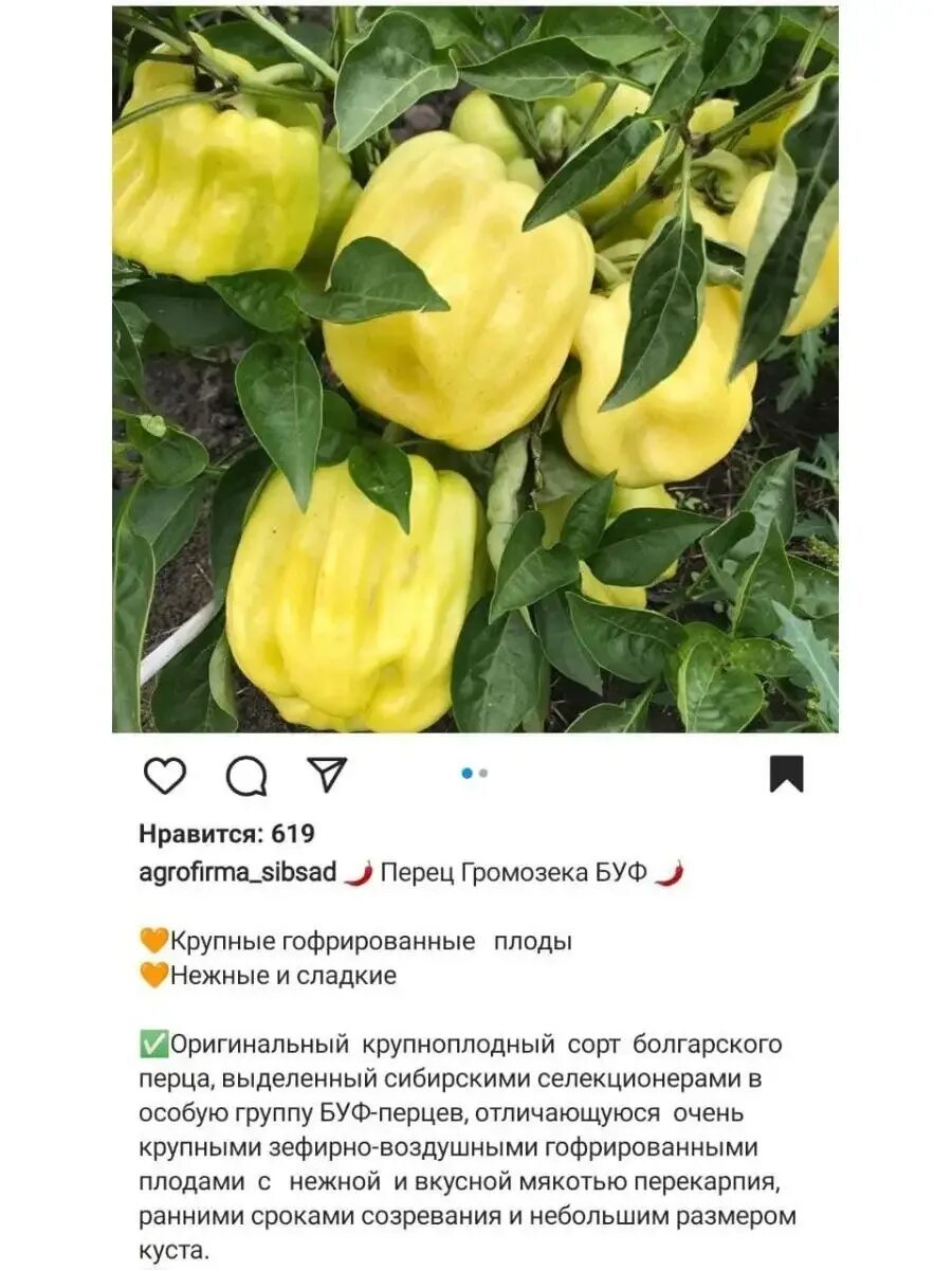Перец громозека буф описание сорта фото отзывы Громозека перец описание: найдено 79 картинок