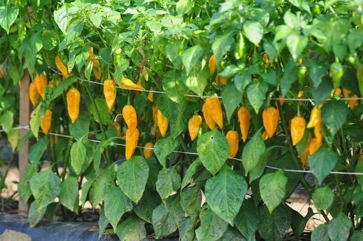 Перец забор фото scott hot pepper - Google Search