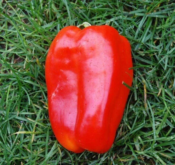 Перец здоровяк описание сорта фото Sweet Chinese Giant Bell Pepper- (Capsicum annuum ) Sweet Bell Pepper , Heirloom