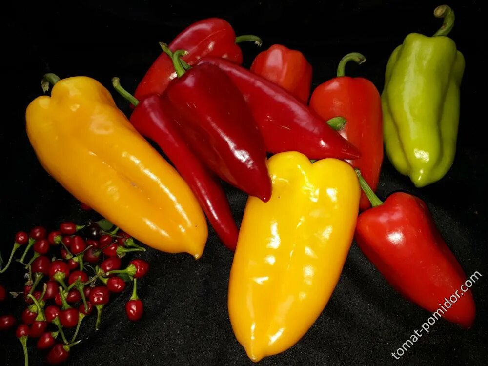 Перец желтая капия фото Софийская капия, Франциус и ? - Альбомы - tomat-pomidor.com
