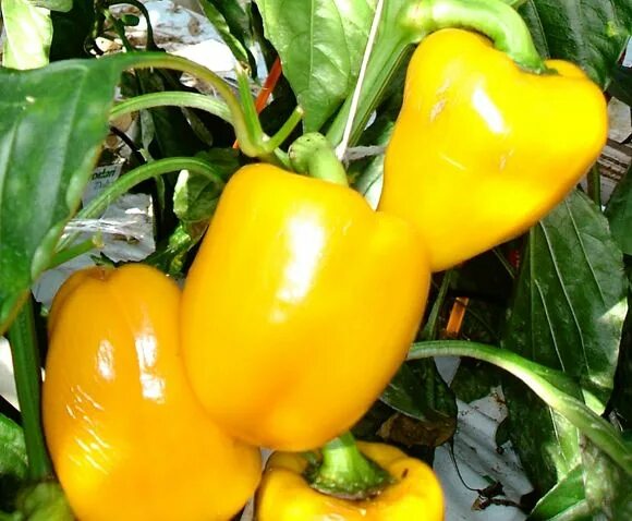 Перец желтые сорта описание фото Sweet Pepper, Bell Pepper - Our Plants - Kaw Valley Greenhouses