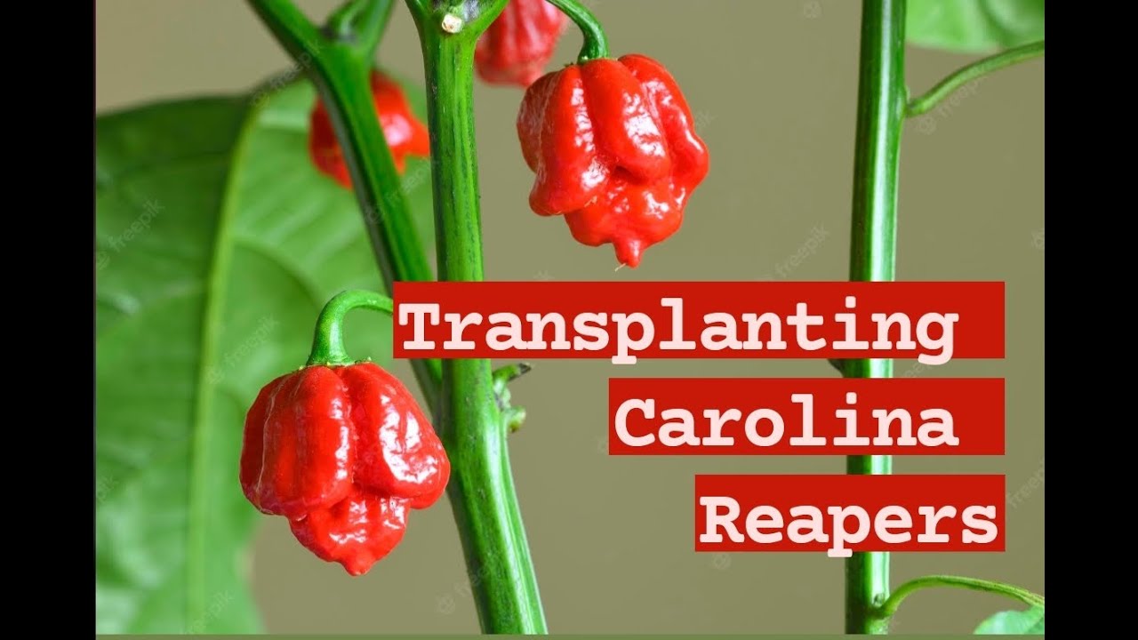 Перец жнец каролинский фото How To Transplant Carolina Reapers Safely - YouTube