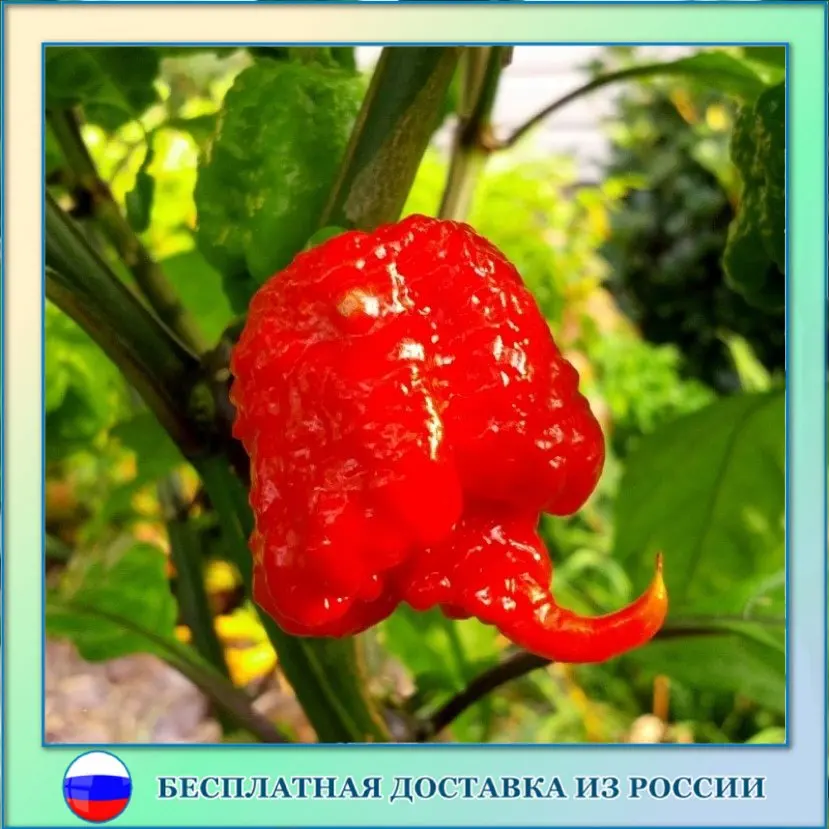 Перец жнец каролинский фото Перец острый Carolina Reaper семена 5 ШТ AliExpress