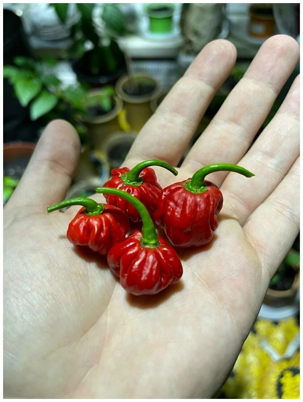 Перец жнец каролинский фото Самый острый перец в мире "Каролинский жнец" Carolina Reaper, семена родом из СШ