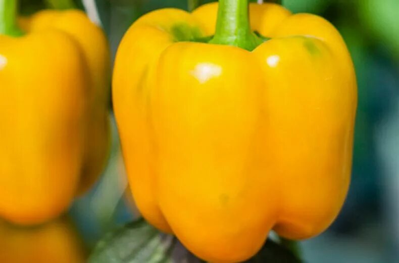 Перец золотое чудо описание сорта фото отзывы Купить семена Перец сладкий Sweet pepper Gold Standard Hybrid в Москве: доставка