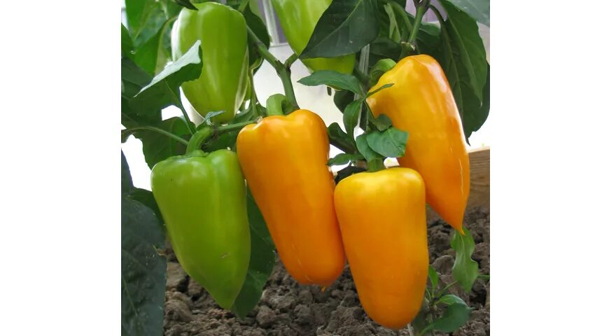 Перец зорька описание сорта фото Лучшие сорта перцев на 2021 год: самые вкусные и урожайные
