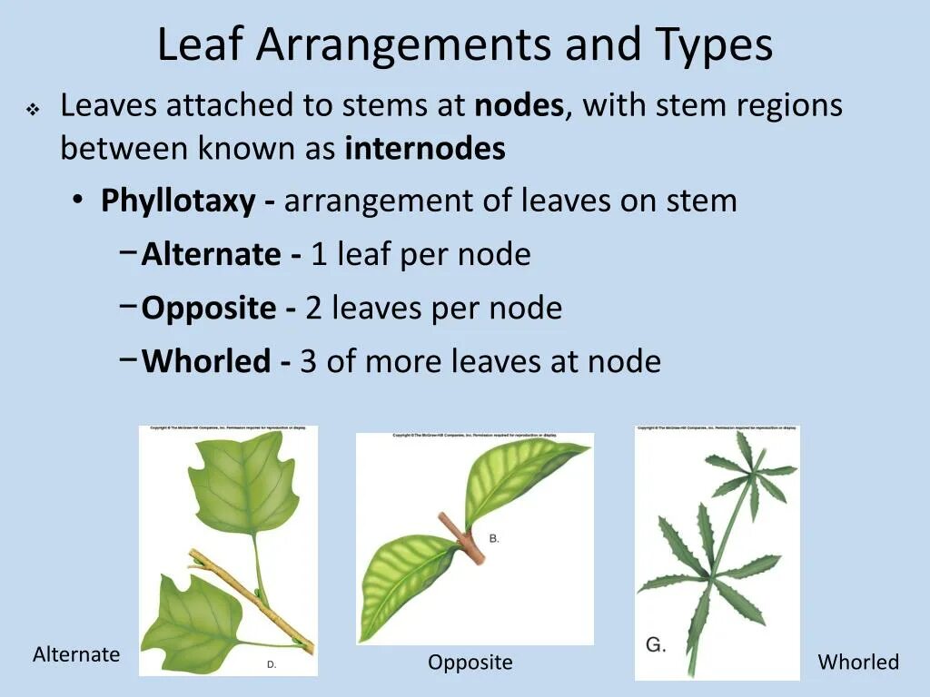 Перевод с листа по фото PPT - Leaves PowerPoint Presentation, free download - ID:1560859