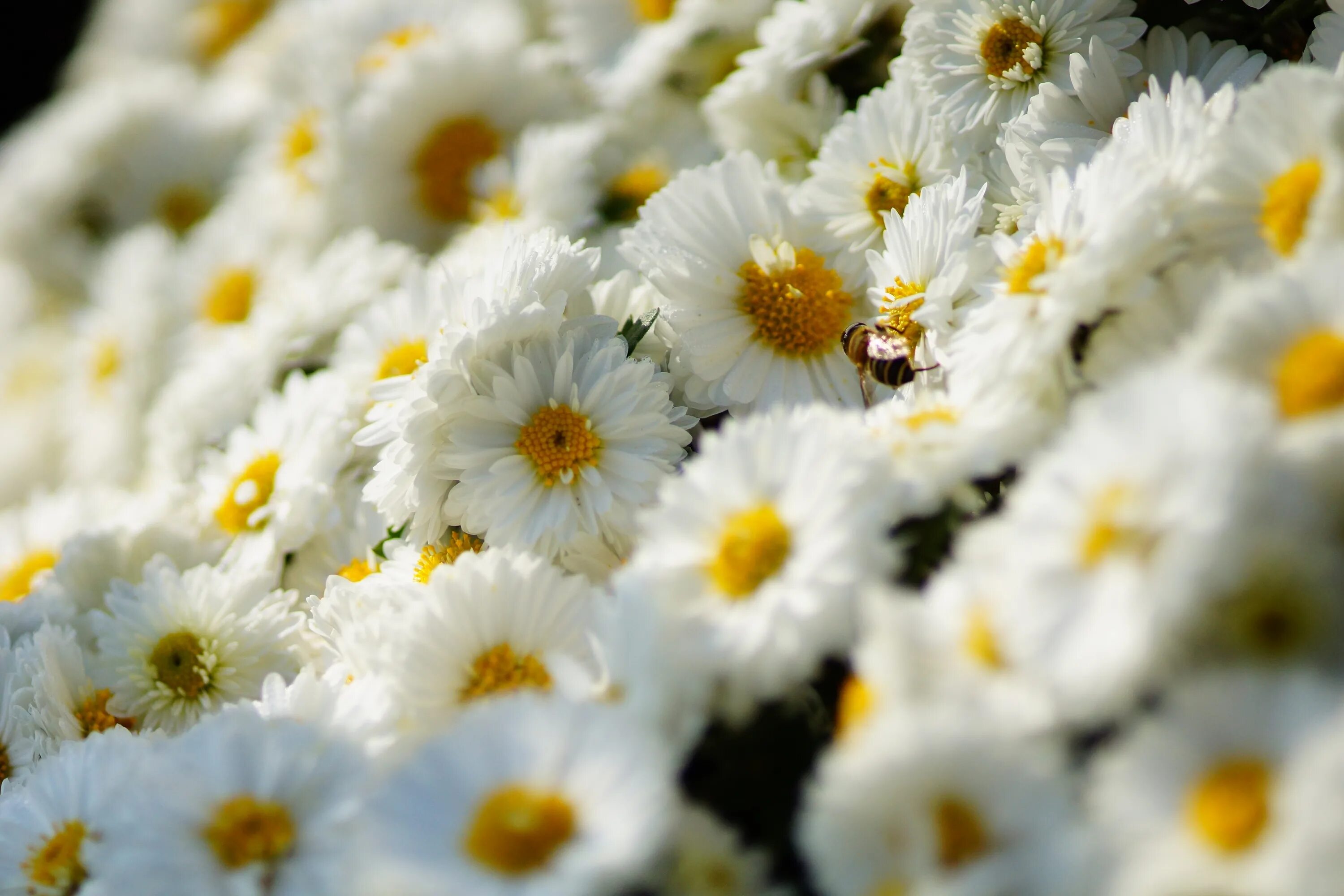 Перевод в лучшее качество фото Download wallpaper flowers, bee, insect, white, chrysanthemum, a lot, section fl