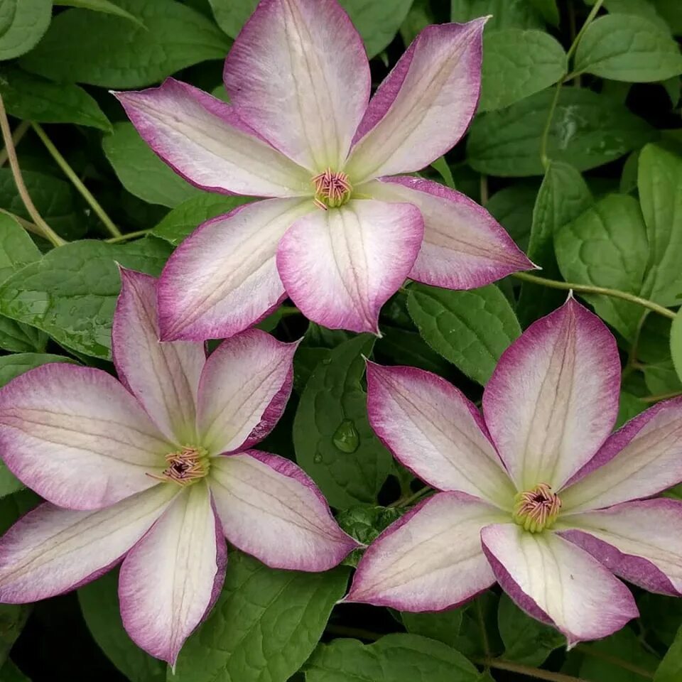 Перниль клематис описание сорта фото Clematis Pernille Brushwood Nursery, Clematis Specialists