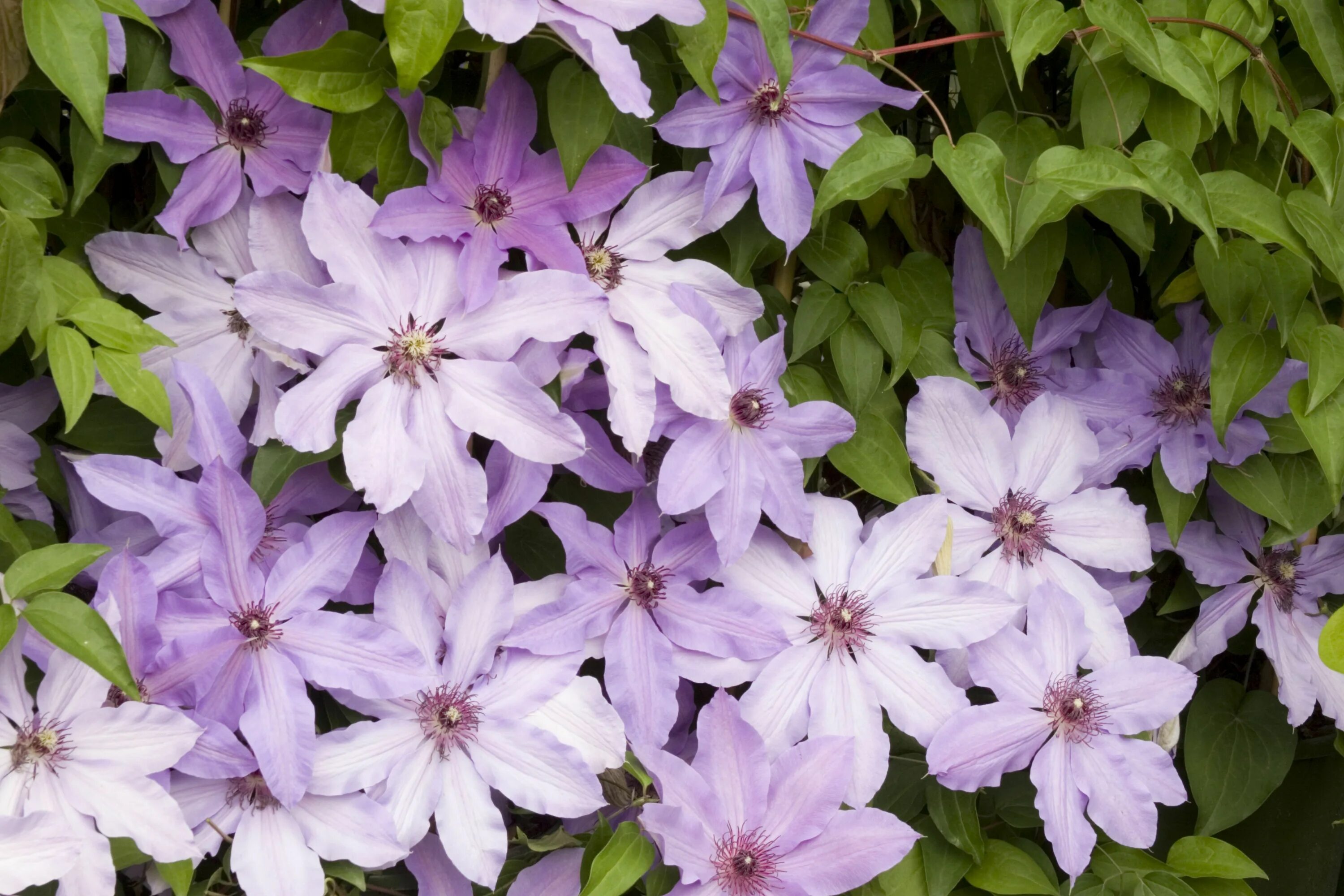Перниль клематис описание сорта фото Blue Ravine Clematis Clematis, Plant catalogs, Plants