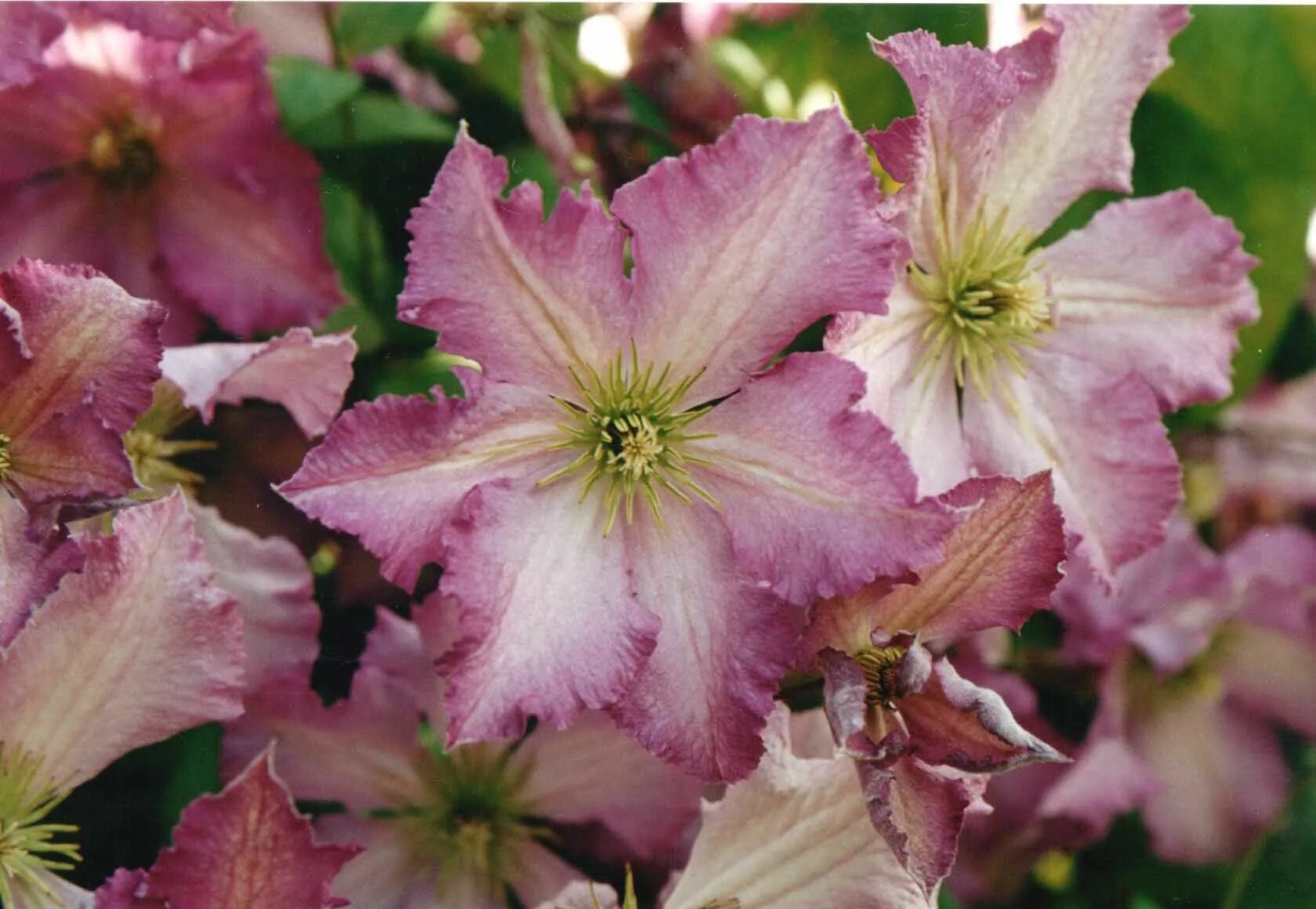Перниль клематис описание сорта фото clematis Tentel Clematis, Gallery, Flower petals