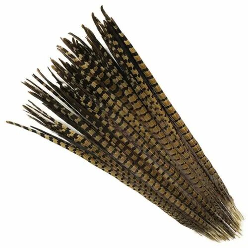 Перо фазана фото English Ringneck PHEASANT Tail Natural Feathers 10-100 Pcs MANY SIZES 6-28" New!