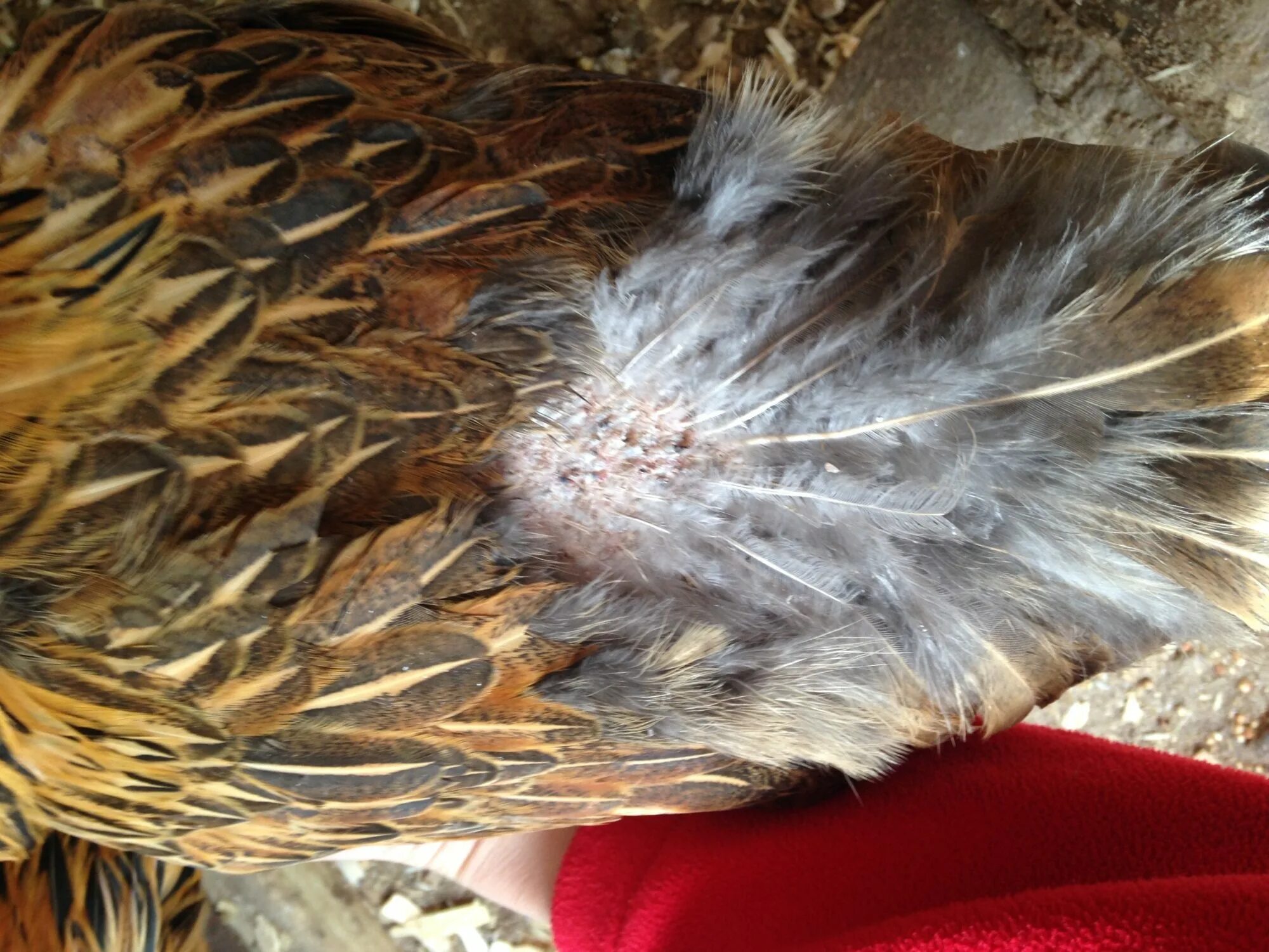 Пероед у кур фото Bald spots - Are my hens pecking each other? BackYard Chickens - Learn How to Ra