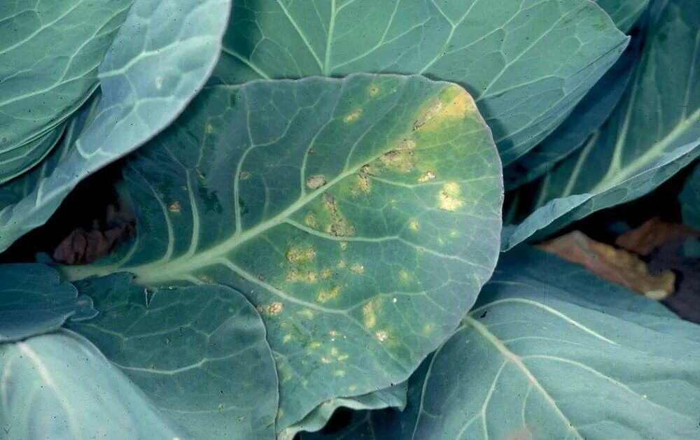 Пероноспороз капусты фото Cabbage (red, white, Savoy) Diseases and Pests, Description, Uses, Propagation