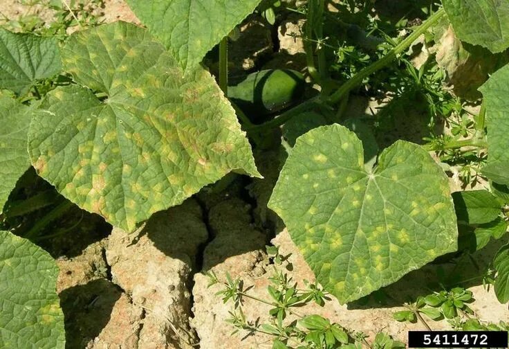 Пероноспороз на огурцах в теплице фото Pseudoperonospora cubensis (mana castravetelui) Кабачки, Огород, Болезнь