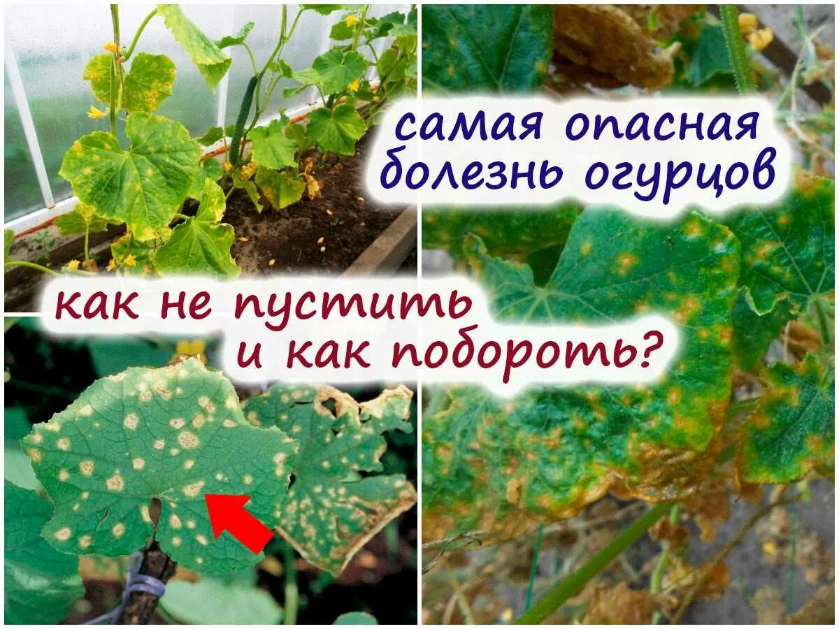 Пероноспороз на огурцах в теплице фото Борьба с пероноспорозом на огурцах: эффективные методы лечения и предотвращения