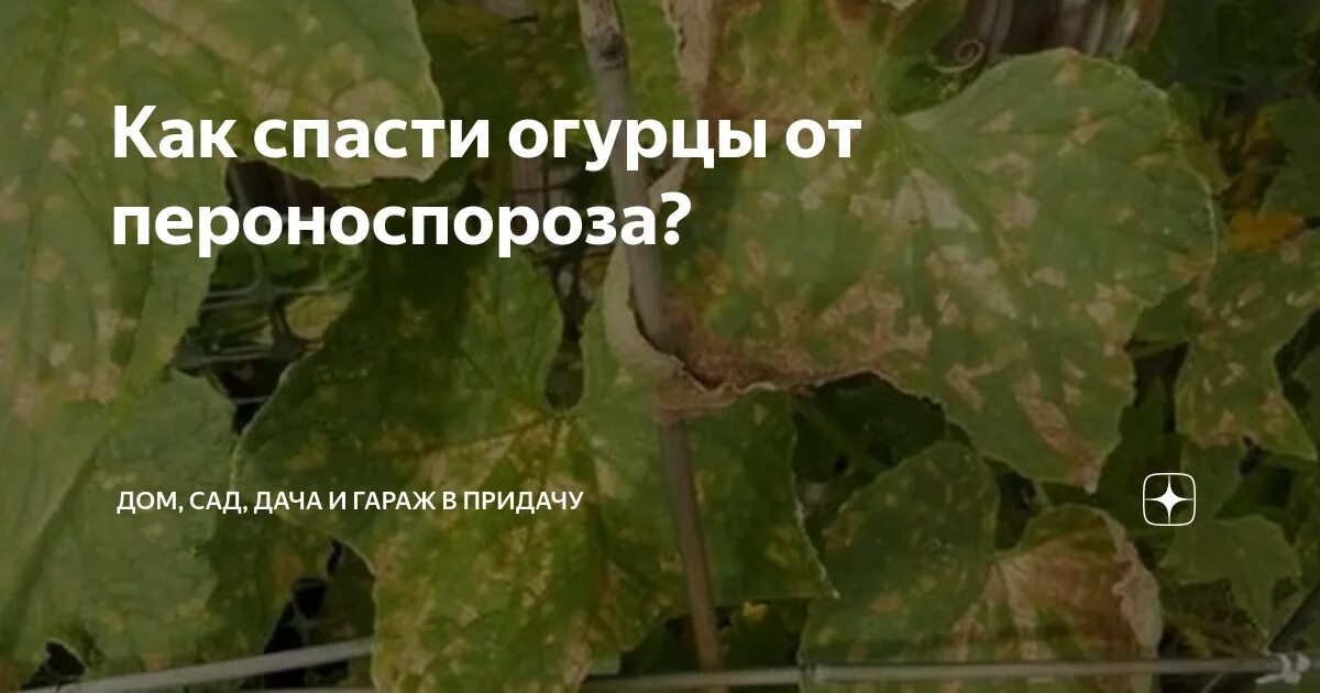 Пероноспороз огурцов фото описание и лечение Болезни огурцов в теплице и их лечение: фото, белые заболевания, борьба с вредит