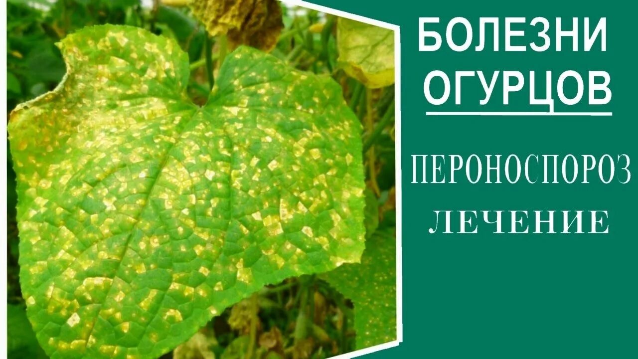 Пероноспороз огурцов фото описание и лечение Болезни огурцов. ПЕРОНОСПОРОЗ. Методы борьбы Растения, Вредители растений, Посад