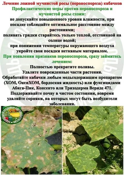 Пероноспороз огурцов фото описание и лечение Treatment of false powdery dew (peronosporosis) of zucchini Садоводы-огородники-