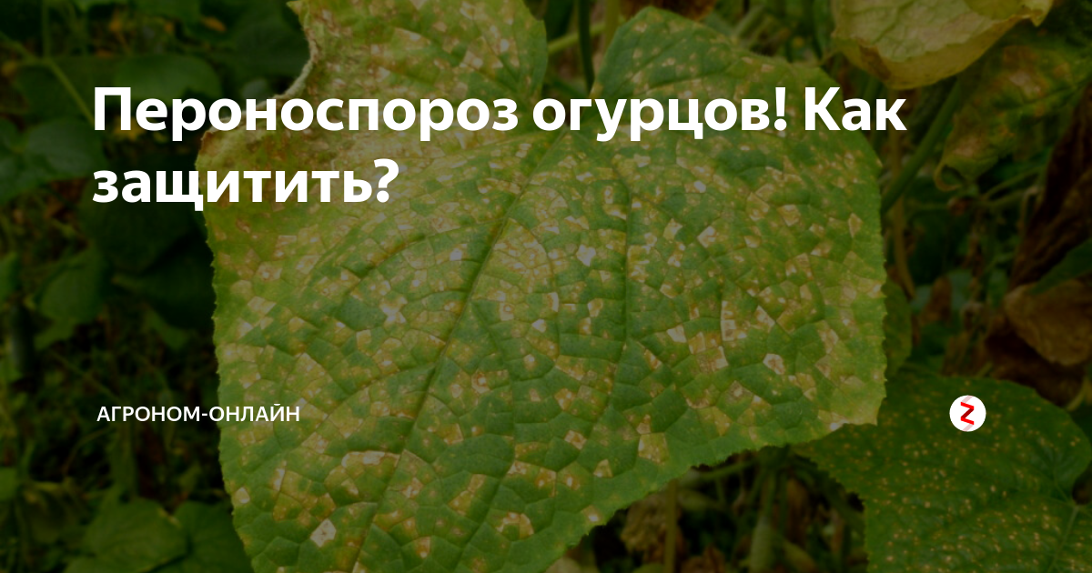 Пероноспороз огурцов фото описание и лечение Пероноспороз огурцов! Как защитить? Агроном-Онлайн Дзен