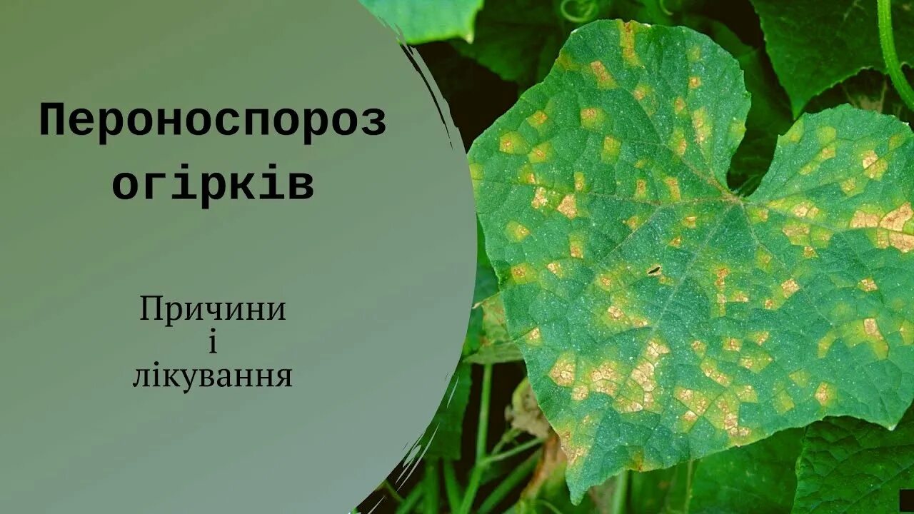 Пероноспороз огурцов фото описание и лечение Пероноспороз огірків: причини і лікування - YouTube