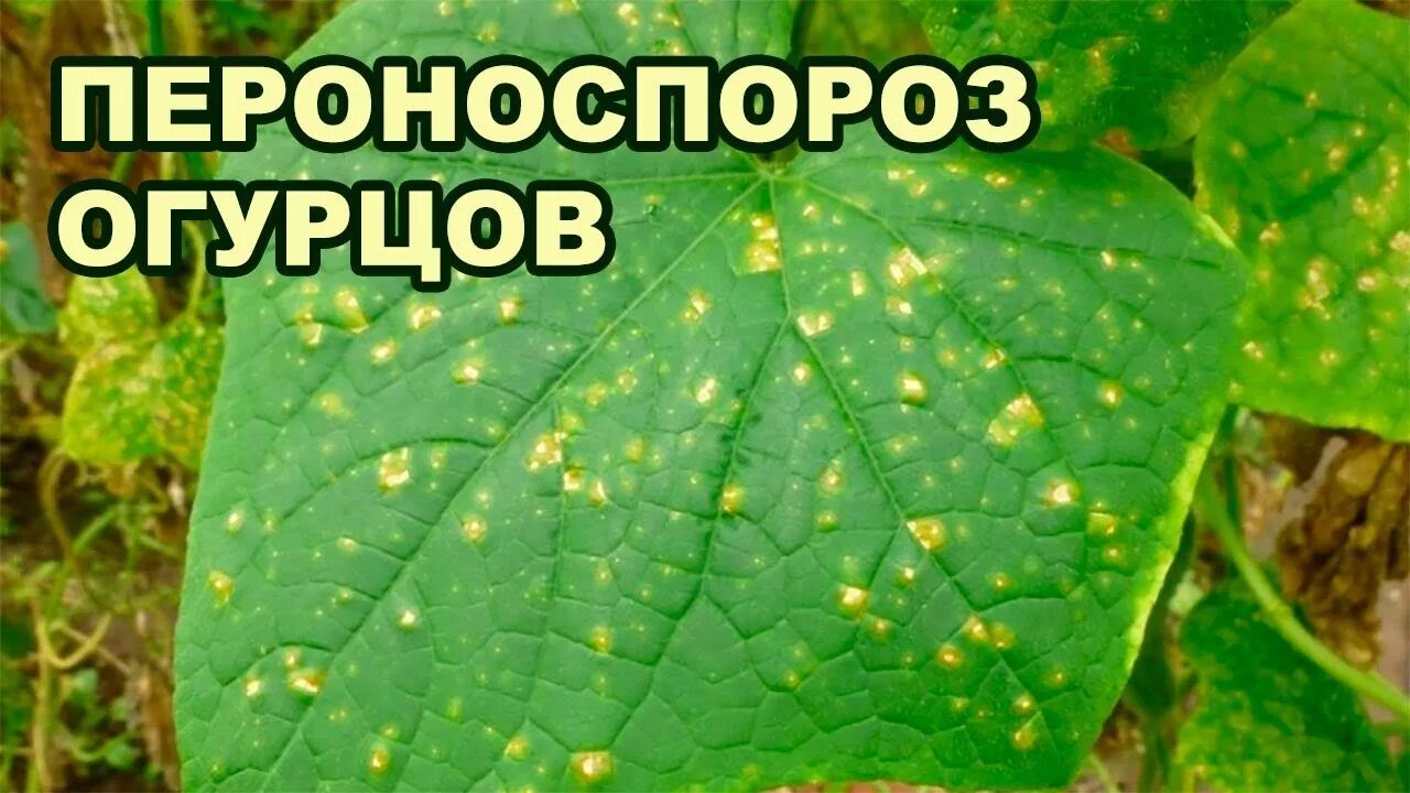 Пероноспороз огурцов в теплице фото ПЕРОНОСПОРОЗ ОГУРЦОВ В ТЕПЛИЦЕ (10-09-2018) - YouTube