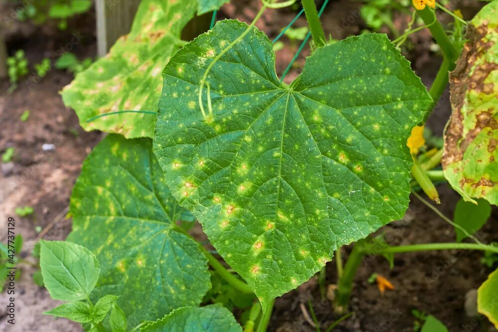 Пероноспороз огурцов в теплице фото Cucumber leaves affected by downy mildew. Plant leaf disease. Cucumber disease. 