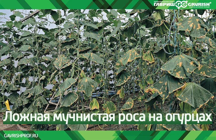 Пероноспороз огурцов в теплице фото Спасай урожай! Ложная мучнистая роса, или - пероноспороз Гавриш