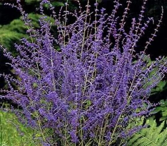 Перовская кустарник фото Oferta nie istnieje Bahçe