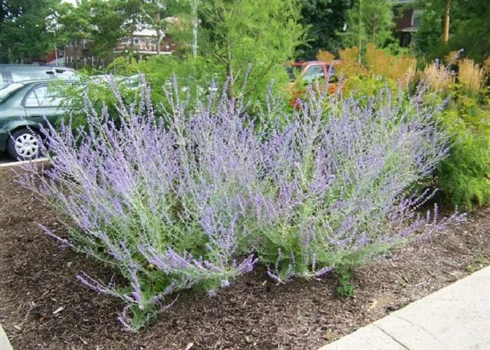 Перовская кустарник фото Perovskia atriplicifolia / Sudárzsálya Perennial garden, Perennials, Perovskia l