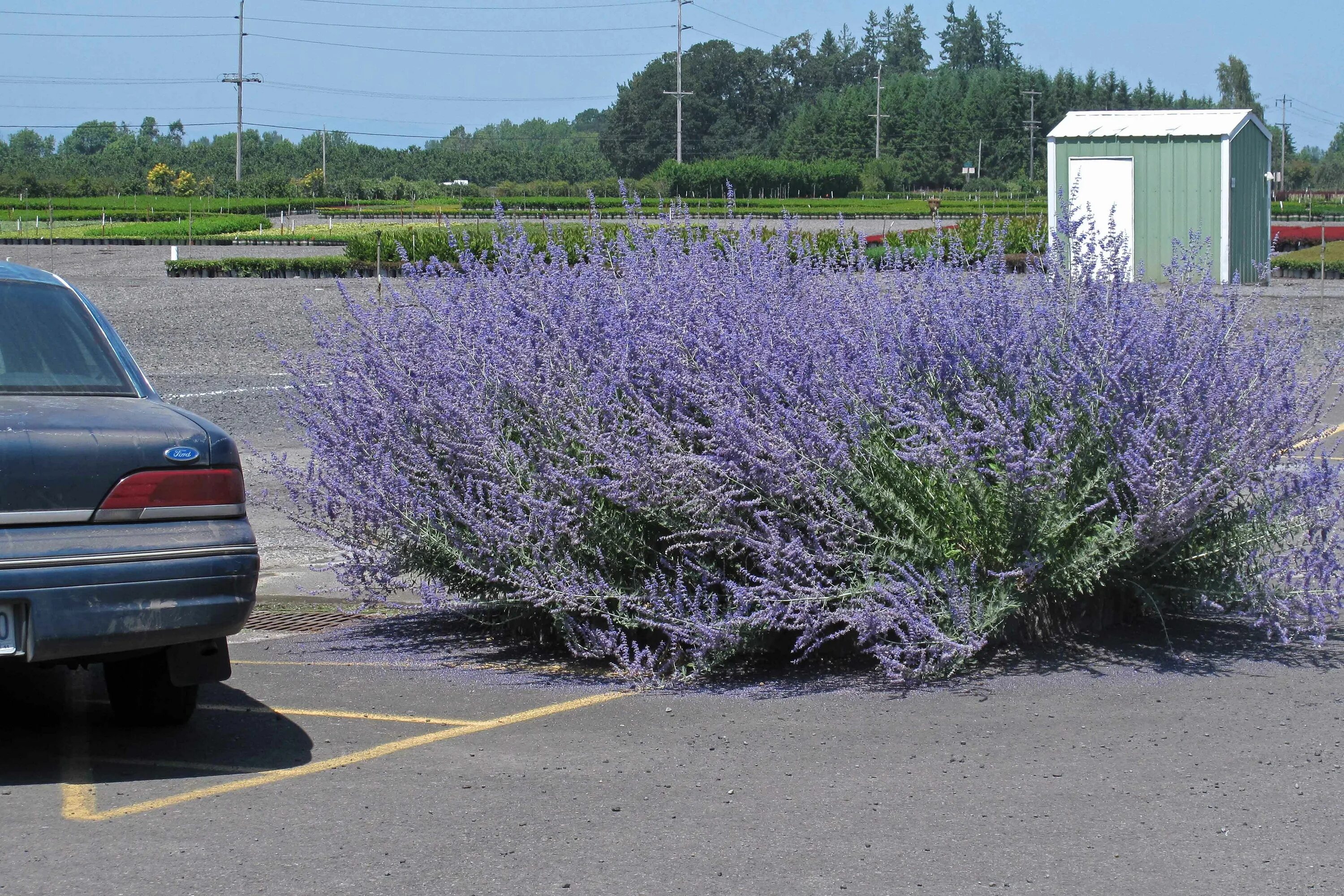 Перовская кустарник фото Russian Sage Garten, Parkplatz, Park
