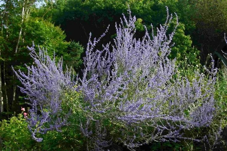 Перовская кустарник фото Perovskia atriplicifolia - Perovskia atriplicifolia - Piante da Giardino - Perov