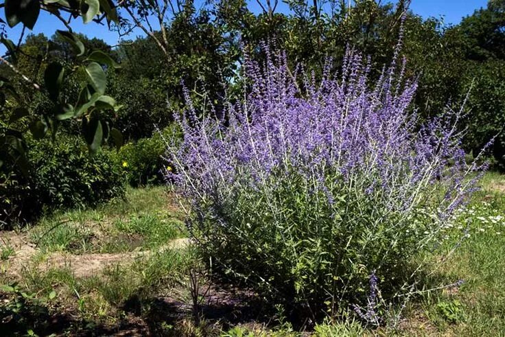 Перовския фото и описание кустарника Clay Soil? No Problem! Discover the Top 10 Perennials that Thrive in Your Garden