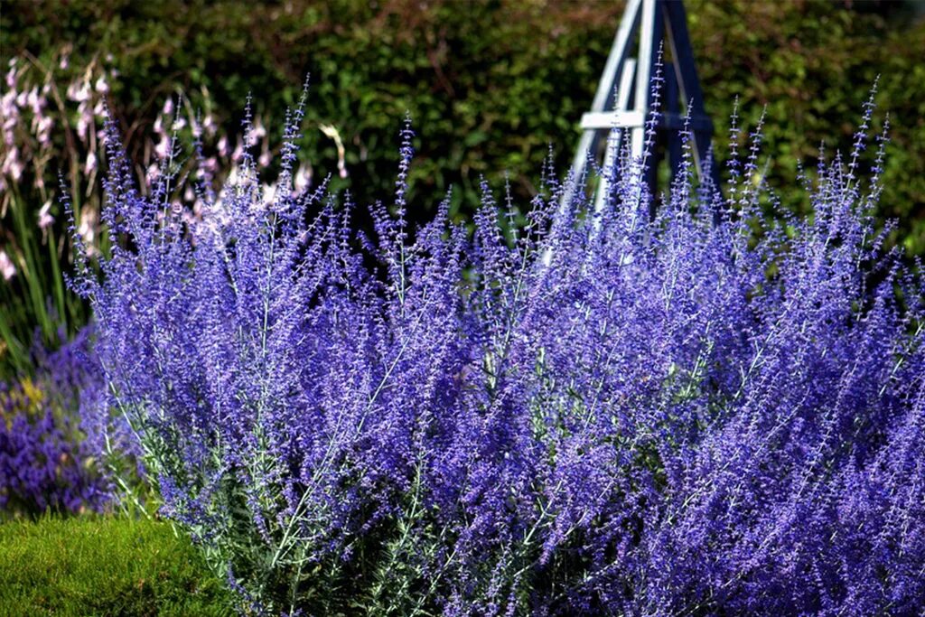 Перовския посадка и уход фото Перовския лебедолистная Блю Стил (Perovskia atriplicifolia Blue Steel) Р9 - Пито