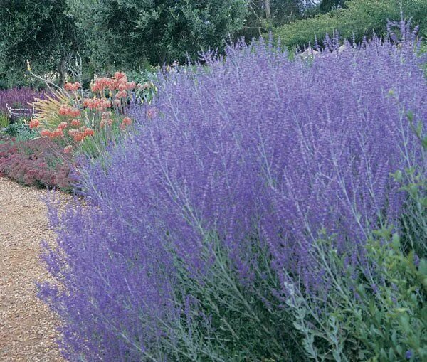 Перовския посадка и уход фото Russian Sage - Perovskia Atriplicifolia 'Little Spire' Perennials, Garden shrubs