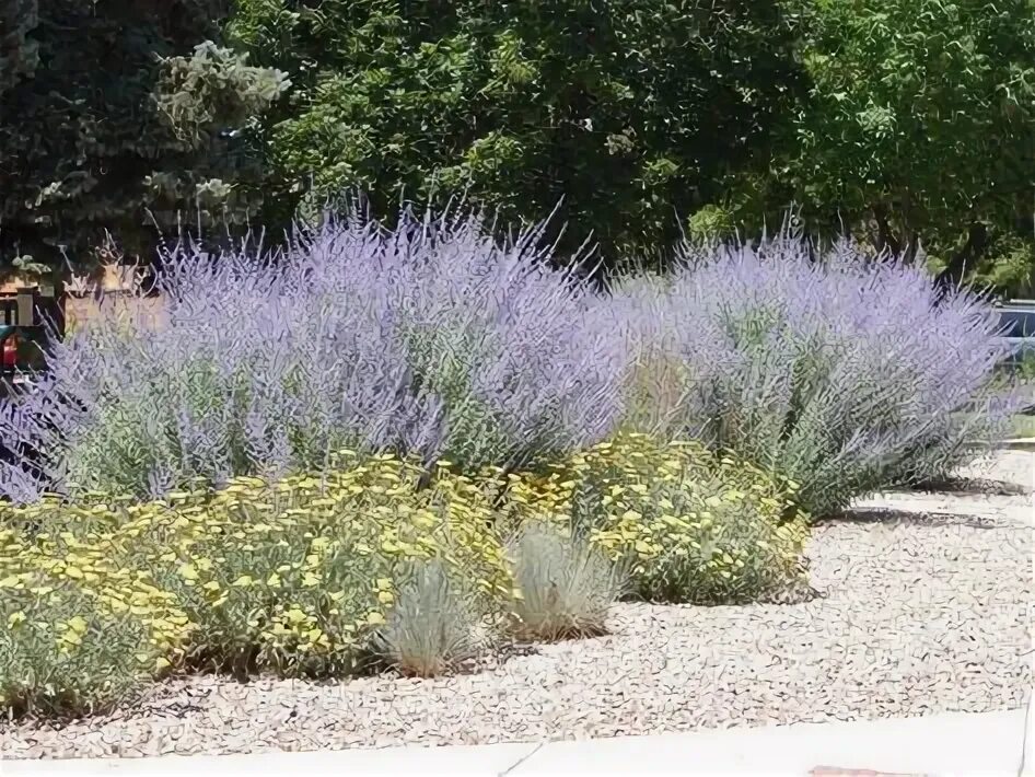 Перовския посадка и уход фото 10 популярных идей на тему "midwest landscaping front yard perennials" для вдохн