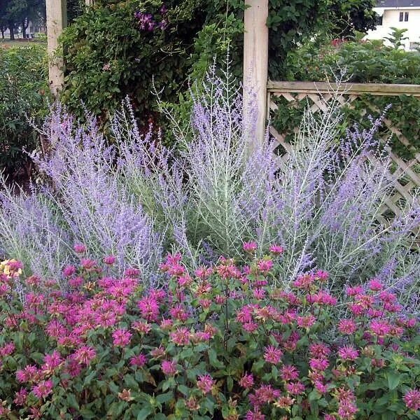 Перовския посадка и уход фото Pin on Landscaping Perennials, Russian sage, Plants