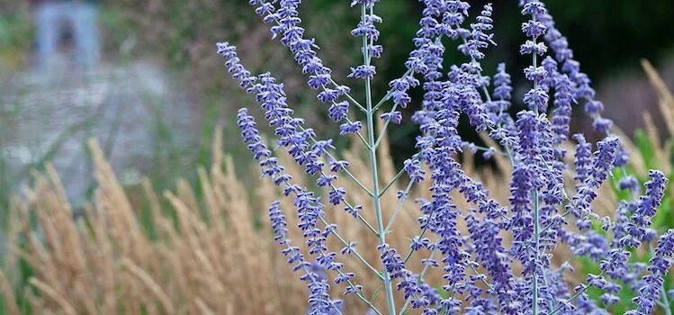 Перовския семена фото Online Nursery Quality Perennials Flowering Shrubs - BambooPlants.ca