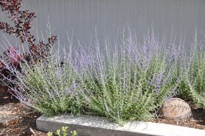 Перовския семена фото Перовския Atriplicifolia: Очарование и Стиль Планета земля Фотогалерея природы н