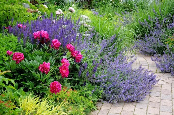 Перовския в ландшафтном дизайне фото nepeta x faassenii 'walker's low' Planting peonies, Front yard plants, Gorgeous 