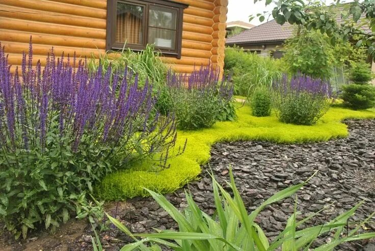 Перовския в ландшафтном дизайне фото Пин от пользователя ForgaTeszeska на доске Gardens Передний двор, Растения, Ланд