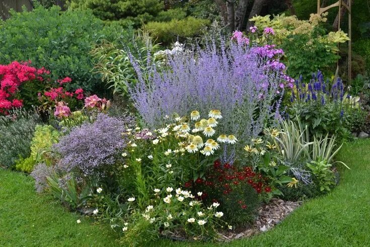 Перовския в ландшафтном дизайне фото Image result for gardens with russian sage, white coneflowers, giant sage, hummi