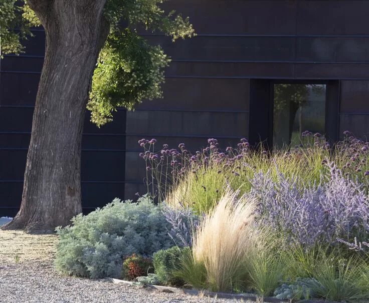 Перовския в ландшафтном дизайне фото Gossamer Gardens: 12 Ideas for Landscaping with Mexican Feather Grass - Gardenis