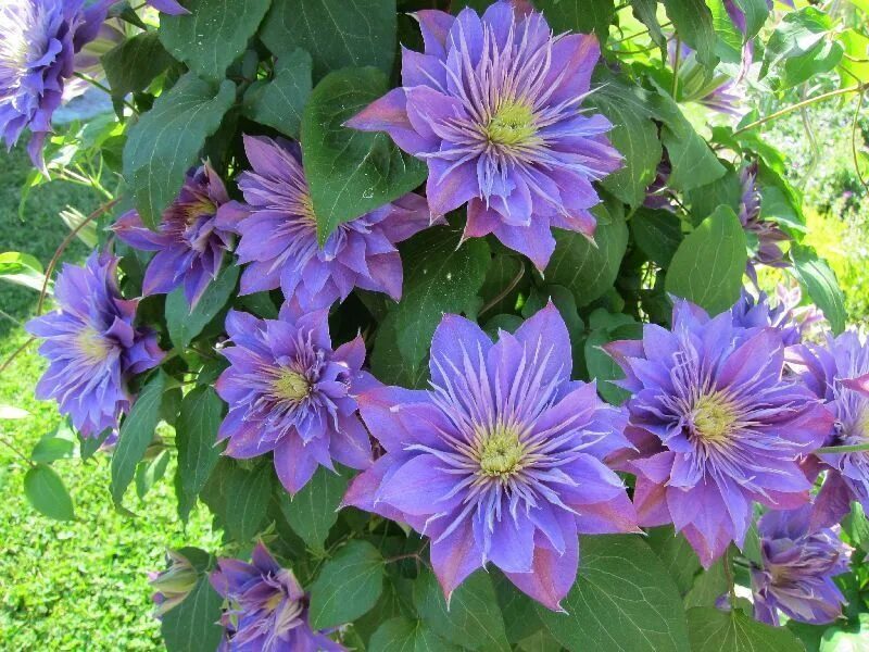 Перпл дрим клематис фото и описание Клематис альпийский Пёрпл Дрим (Clematis alpina Purple Dream) 2 л контейнер 60-9