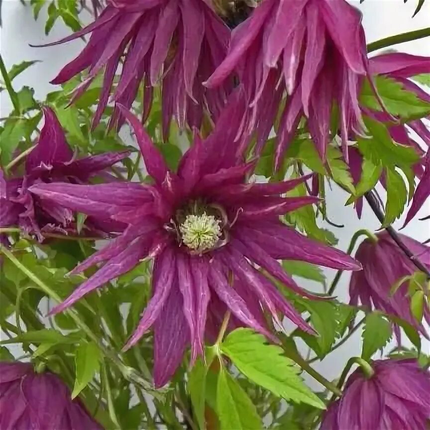 Перпл дрим клематис фото и описание Clématite macropetala Octopuss ® 'Zooct' Clematite, Jardins, Arbuste