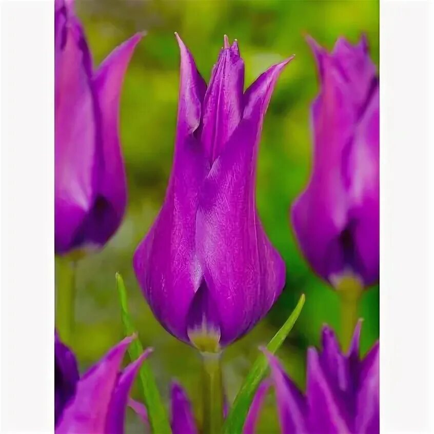 Перпл дрим тюльпан фото VÝPRODEJ tulipánů pro podzimní výsadbu