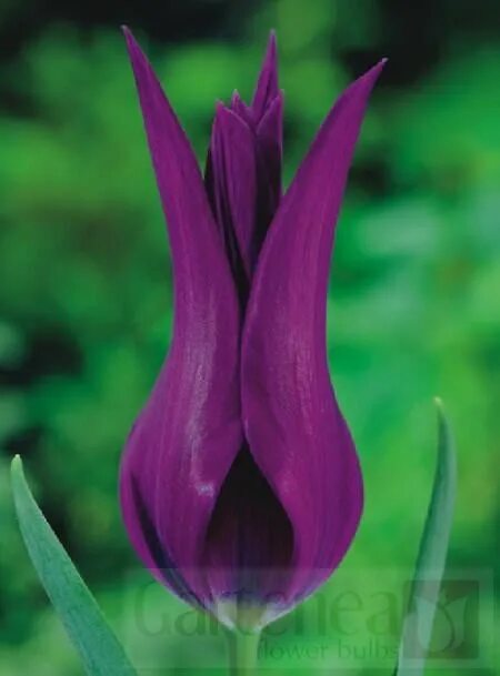 Перпл дрим тюльпан фото Tulip Burgundy - Gartenea Tulips, Tulips meaning, Language of flowers