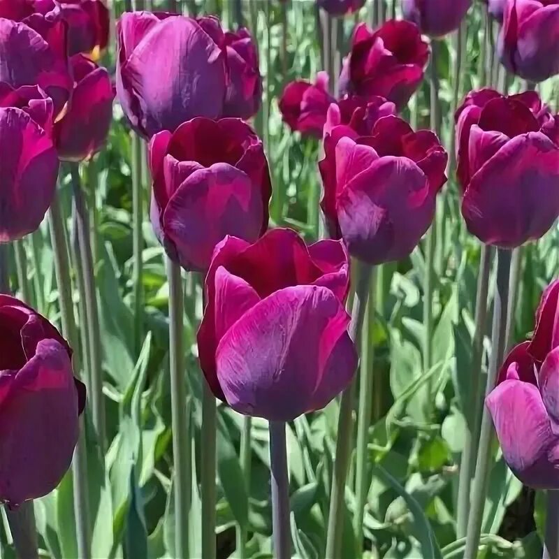 Перпл леди тюльпан фото и описание Луковицы тюльпанов Purple Lady 10 штук - купить в интернет-магазине по низкой це